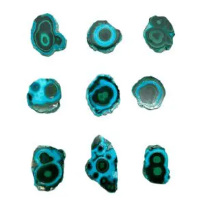 Malacholla Slices Mixed Sizes - Select your own