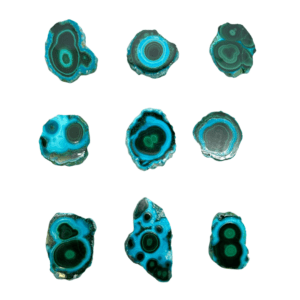 Malacholla Slices Mixed Sizes - Select your own