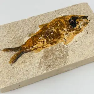 Fossil Fish Specimen Approx 12.5 x 7.5cm