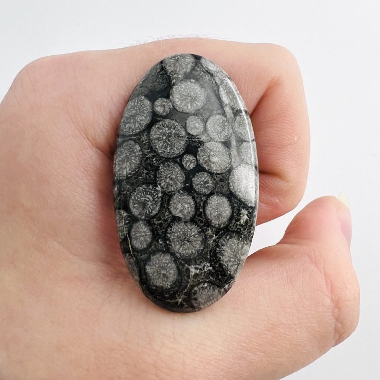 Black Fossil Coral Mixed Shape Cabochon 1-3 piece 75cts - Image 4