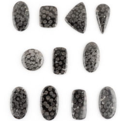 Black Fossil Coral Mixed Shape Cabochon 1pc 45cts