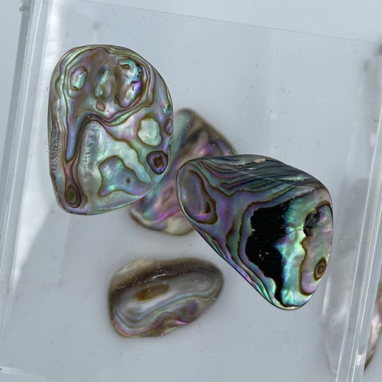 Abelone Shells Mixed Shape 2-Pcs - Image 3