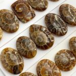 Ammonite Mixed Shape Cabochons 5 Pieces
