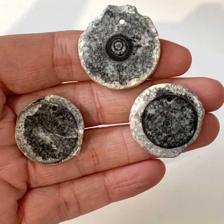 Black Fossil Coral Slices 3pcs Drilled Approx 2-2.5cm