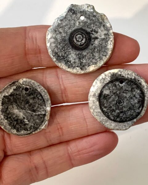 Black Fossil Coral Slices 3pcs Drilled Approx 2-2.5cm