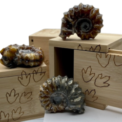 Polished Douvilleiceras Ammonite in Medium Dinosaur Etched Bamboo Intent Box