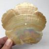Carved Shell Flower with Centre Drill Hole Approx 10cm 1pc - Image 3