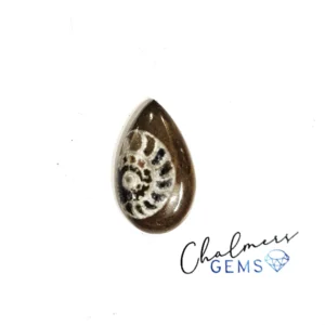 Ammonite 14x23mm Mixed Shape Cabochon 1pc