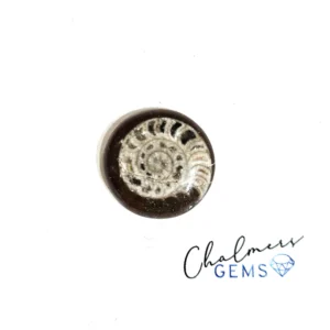 Ammonite 19x19mm Mixed Shape Cabochon 1pc