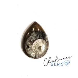 Ammonite 19x27mm Mixed Shape Cabochon 1pc
