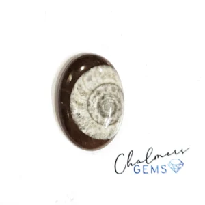 Ammonite 18x26mm Mixed Shape Cabochon 1pc