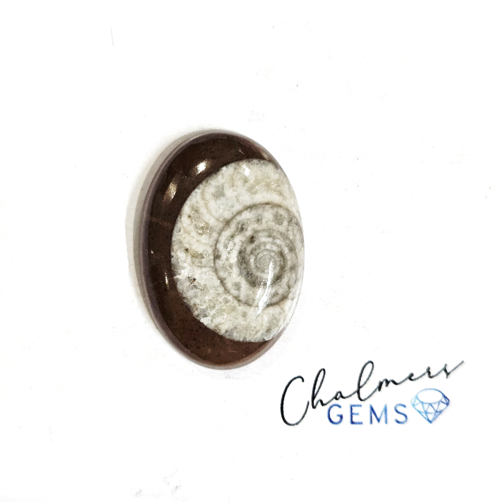 Ammonite 18x26mm Mixed Shape Cabochon 1pc