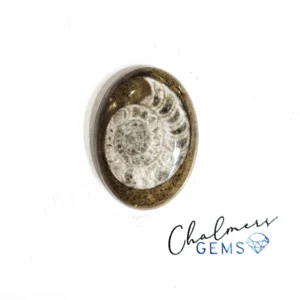 Ammonite 19x27mm Mixed Shape Cabochon 1pc