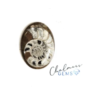 Ammonite 22x30mm Mixed Shape Cabochon 1pc