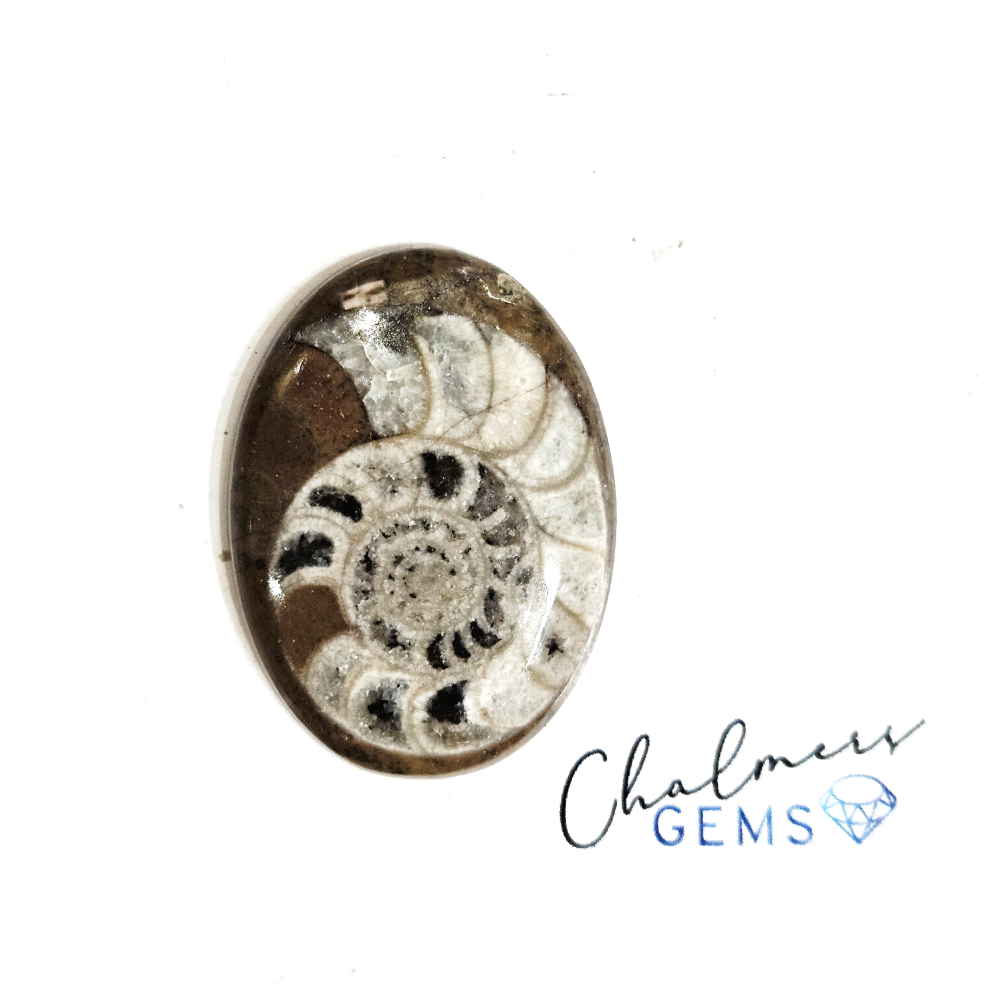 Ammonite 22x30mm Mixed Shape Cabochon 1pc