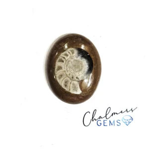 Ammonite 21x26mm Mixed Shape Cabochon 1pc