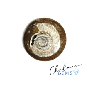 Ammonite 27x27mm Mixed Shape Cabochon 1pc