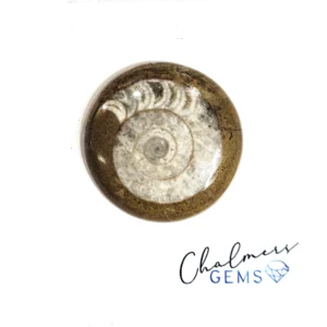Ammonite 27x27mm Mixed Shape Cabochon 1pc