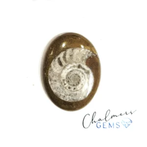 Ammonite 22x30mm Mixed Shape Cabochon 1pc